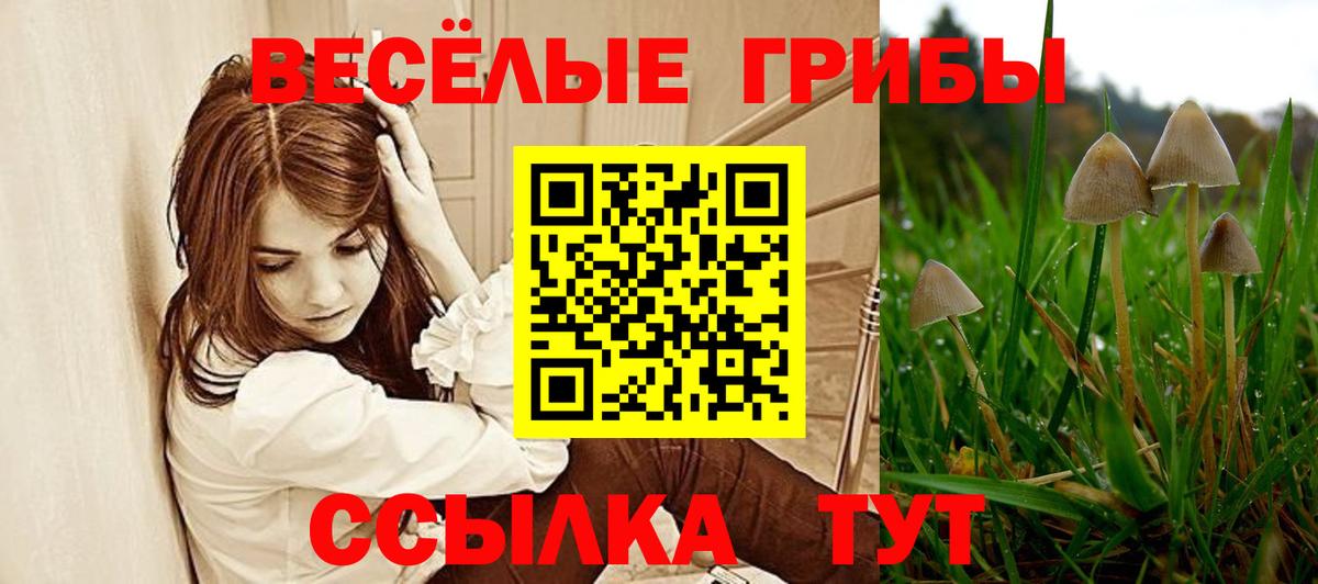 Псилоцибиновые грибы мицелий Сертолово